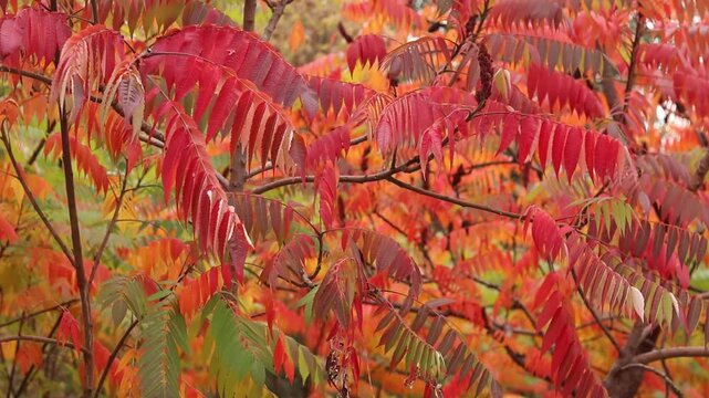 Bright autumn leaves close up. Picturesque autumn background. Autumn sumac tree with colorful leaves. Rhus typhina. Aesthetic natural content. Contrast between green and bright red leaves