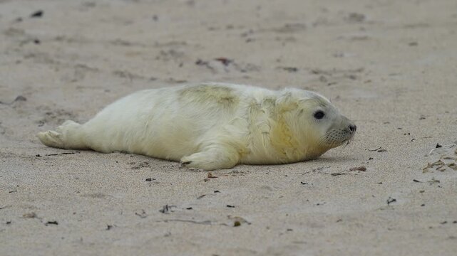 Kegelrobbe (Halichoerus grypus), Jungtier mit Lanugofell liegt am Sandstrand und ruht sich aus, Winter, Helgoland, D&uuml;ne, Nordsee, Insel, Schleswig-Holstein, Deutschland