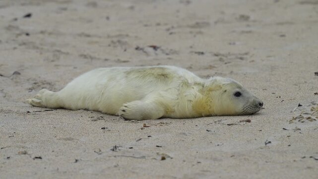 Kegelrobbe (Halichoerus grypus), Jungtier mit Lanugofell liegt am Sandstrand und ruht sich aus, Winter, Helgoland, D&uuml;ne, Nordsee, Insel, Schleswig-Holstein, Deutschland