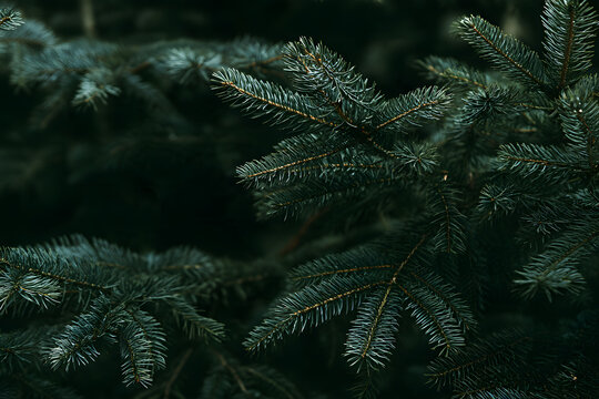 Dark green spruce branches with a sharp needle texture against a deep forest shadow. Pairs with a moody Christmas album cover and a dark cottagecore aesthetic holiday background with copy space.