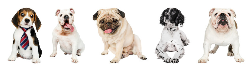 Obraz premium PNG Diverse dogs posing together on transparent background