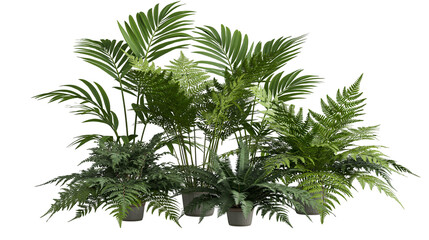 Isolated lush green assortment of potted tropical house plants and various fern species. © Gabriel