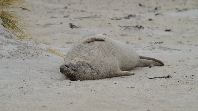Kegelrobbe (Halichoerus grypus), liegt am Sandstrand, Winter, Helgoland, D&uuml;ne, Nordsee, Insel, Schleswig-Holstein, Deutschland