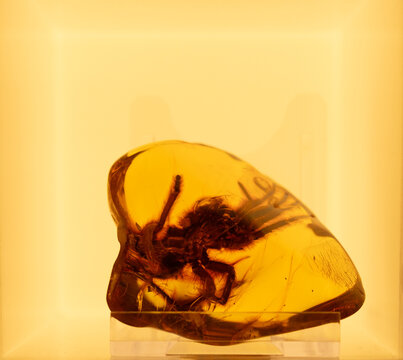 Exploring the ancient beauty of amber with a fascinating insect encased within