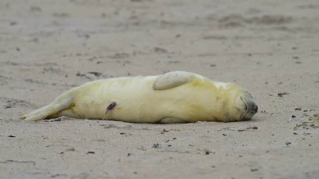 Kegelrobbe (Halichoerus grypus), Jungtier mit Lanugofell liegt am Sandstrand und ruht sich aus, Winter, Helgoland, D&uuml;ne, Nordsee, Insel, Schleswig-Holstein, Deutschland