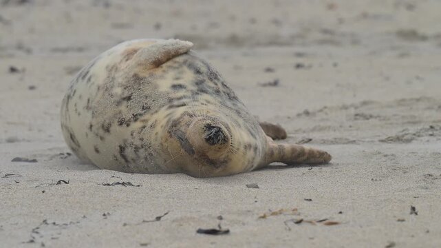 Kegelrobbe (Halichoerus grypus), liegt am Sandstrand, Winter, Helgoland, D&uuml;ne, Nordsee, Insel, Schleswig-Holstein, Deutschland