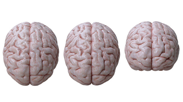 Isolated human brains set of three, neurological science and medical anatomy study concept