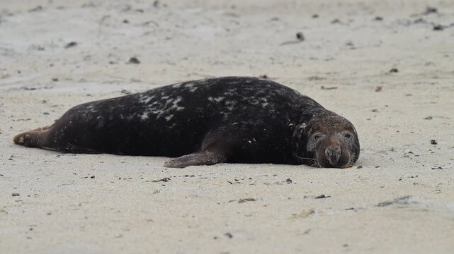 Kegelrobbe (Halichoerus grypus), liegt am Sandstrand, Winter, Helgoland, D&uuml;ne, Nordsee, Insel, Schleswig-Holstein, Deutschland