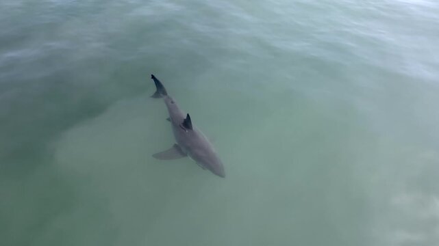 Great white shark swimming in shallow turquoise water seen from above
