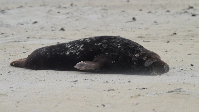Kegelrobbe (Halichoerus grypus), liegt am Sandstrand, Winter, Helgoland, D&uuml;ne, Nordsee, Insel, Schleswig-Holstein, Deutschland