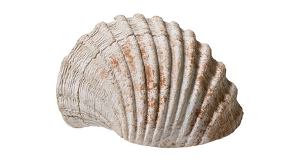Isolated ancient fossilized bivalve shell displaying natural texture and historical geological patterns © ROCKETX