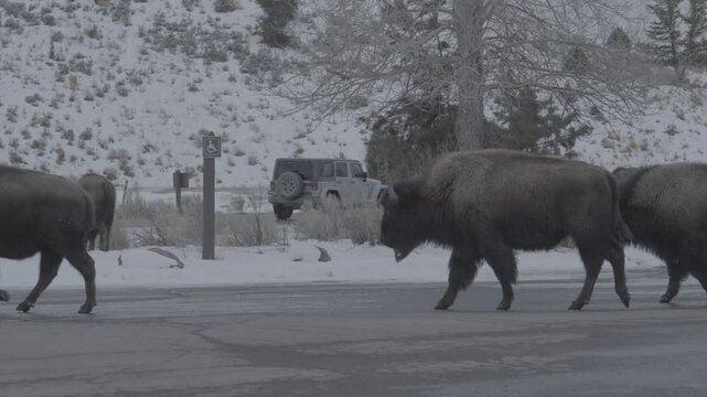 Bison herd crossing a snowy road in winter