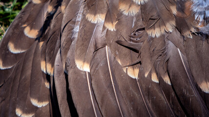 Detail of Brown Raptor Feathers with Buff Tips © Maria