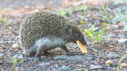 hedgehog in the grass © lazalnik