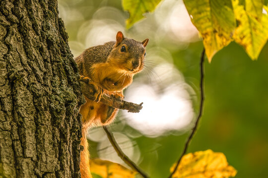 Backlit fox squirrel in morning forest