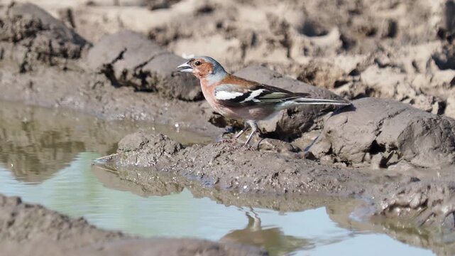 Male common chaffinch (Fringilla coelebs) drinking from a rain puddle