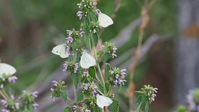 The large white cabbage butterfly, Pieris brassicae, feeding on black horehound flowers