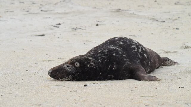 Kegelrobbe (Halichoerus grypus), liegt am Sandstrand, Winter, Helgoland, D&uuml;ne, Nordsee, Insel, Schleswig-Holstein, Deutschland