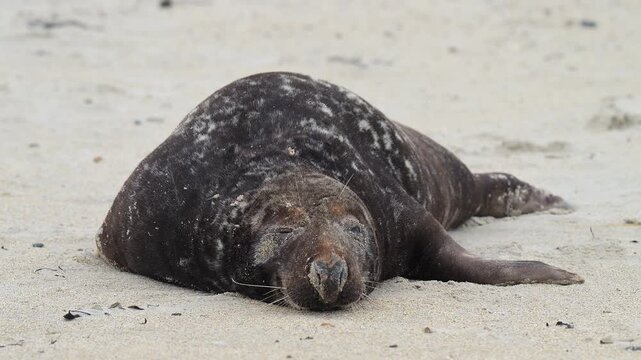 Kegelrobbe (Halichoerus grypus), liegt am Sandstrand, Winter, Helgoland, D&uuml;ne, Nordsee, Insel, Schleswig-Holstein, Deutschland