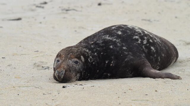 Kegelrobbe (Halichoerus grypus), liegt am Sandstrand, Winter, Helgoland, D&uuml;ne, Nordsee, Insel, Schleswig-Holstein, Deutschland