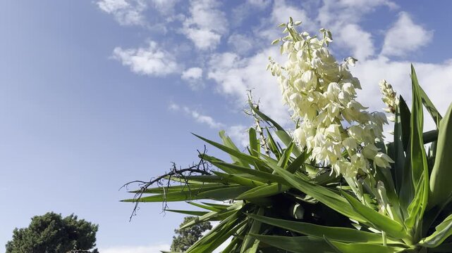 Close-up of a large yucca flower cluster with numerous creamy white bell-shaped blossoms against a clear blue sky.