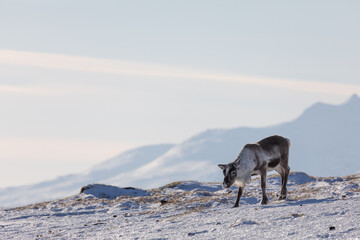 Reindeer Walking on Snowy Mountain Slope in Winter Light © SWMedia