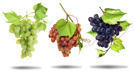 Fototapeta premium Red, green and black grape clusters against transparent background, set