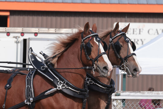 Draft horse competition at Fall Fair