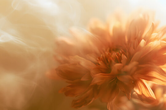 Smoke selected a soft focus autumn beige chrysanthemum aster flower, rendered through translucent frosted glass. The natural image features a blurred grain, light fog, and a blurred background.