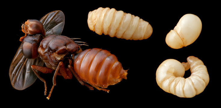 The New World Screwworm, a female fly species Cochliomyia hominivorax, along with fly eggs and larvae as parasites, can spread like an epidemic, infecting flesh with larval development. This constitut