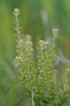Close-up view of delicate wild field pepperwort flowers, Lepidium campestre growing in a lush green meadow during spring season in a peaceful rural landscape
