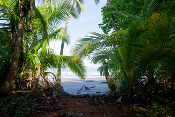 Beautiful framing effect through dense green coconut palm trees and tropical jungle vegetation, revealing the pristine sand and calm ocean waves in Punta Duarte, Veraguas, Panama. Wallpaper ? © nic