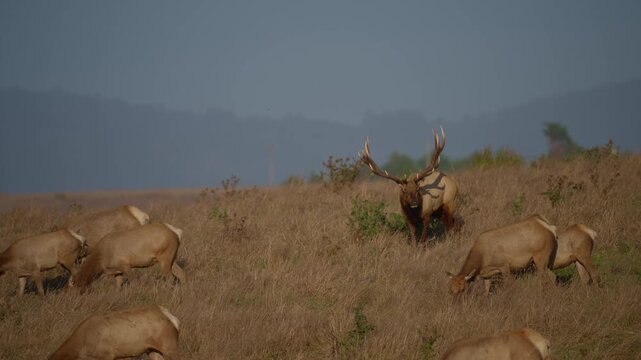 Elk Rut - Tule Bull Elk Vocalizing to announce his control over his herd of cows