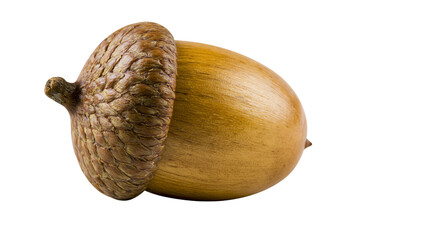 Isolated acorn, ripe brown nut with textured cap, natural organic forest seed, symbol of fall. © Conor