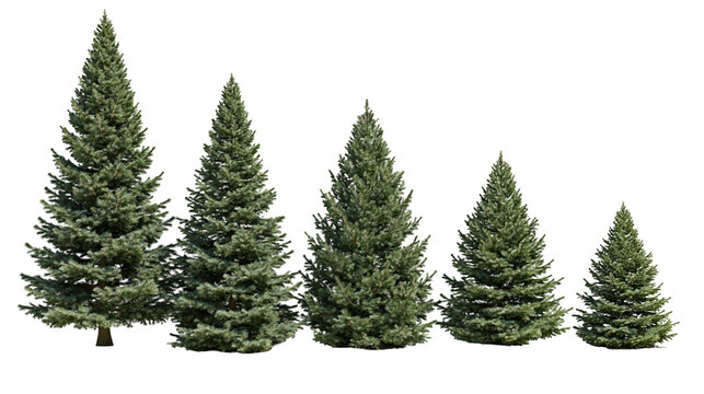 Isolated five evergreen fir trees arranged in a row, decreasing in size, seasonal holiday decoration
