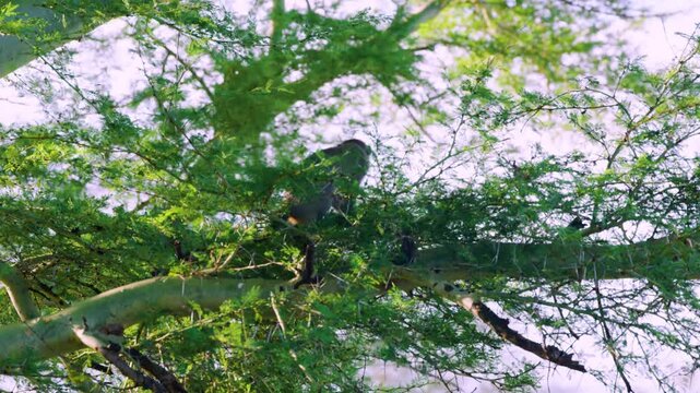 A vervet monkey (Chlorocebus pygerythrus) on a tree in South Africa.