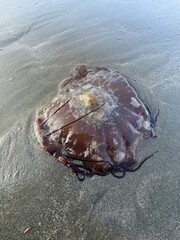Large Jellyfish Washed Ashore on Wet Sandy Beach at Low Tide © Bram