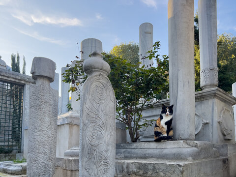 Street cat sitting among carved marble Ottoman tombstones in Eyup Sultan cemetery, Istanbul, Turkey
