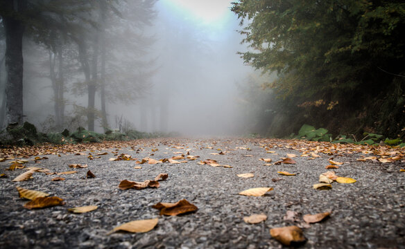 Foggy forest road with fallen autumn leaves on the asphalt seen from a low angle and trees fading into the mist