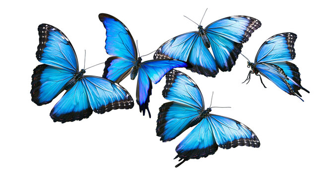 Isolated collection of beautiful blue morpho butterflies soaring together in natural flight.