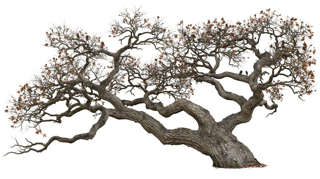 Isolated old gnarled oak tree with twisting bare branches and a few scattered brown autumn leaves.