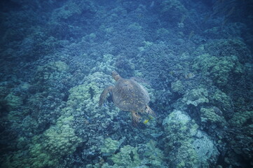 Green sea turtle swimming over a coral reef near Hawaii © willtu