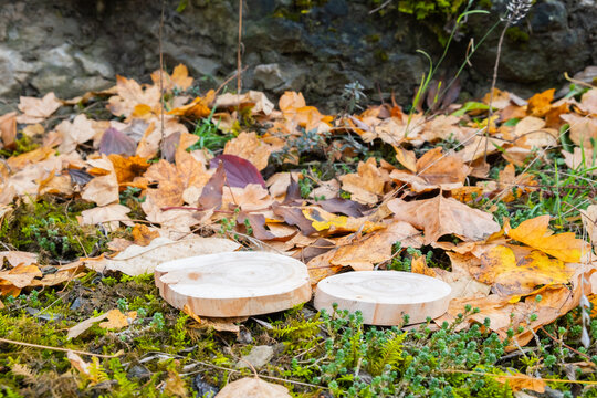 Two wood podiums on the ground surrounded by fallen leaves and moss in a forest setting during autumn