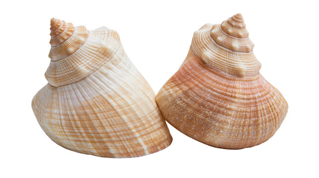 Isolated two ocean conch shells with intricate spiral patterns and beautiful natural colors