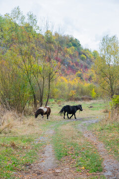 Two horses grazing on a dirt path in a wooded area during autumn
