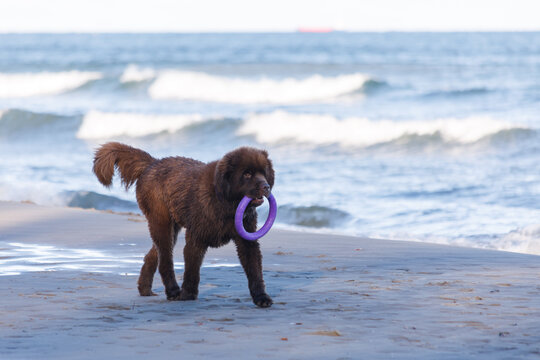 Brown Newfoundland dog walking on sandy beach carrying a purple puller toy, golden hour sunlight, blurred Baltic Sea waves in background, Sopot, Gdynia, Pomerania, Poland.