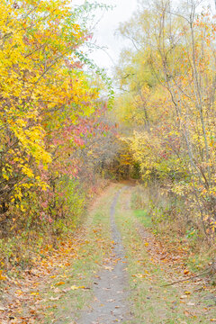 Path through colorful trees during autumn season in a natural setting
