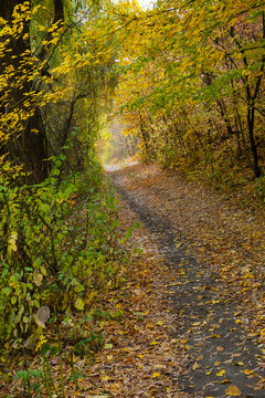 Path through autumn trees in a forest with fallen leaves