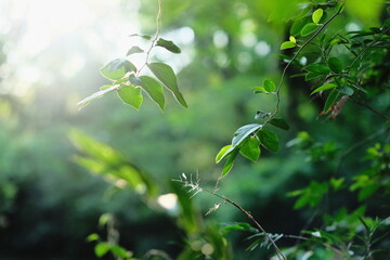 Naklejka premium Sunlit Leafy Branch in Close View