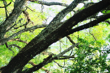 Fototapeta premium Tree Branches and Canopy Against the Sky